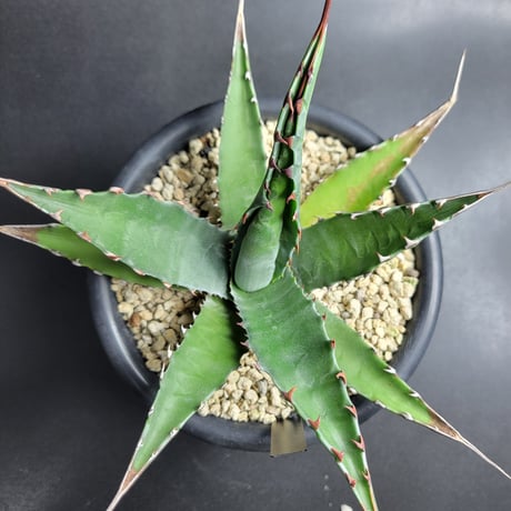 カトーエンゲー東京