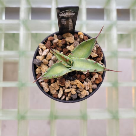 AGAVE SCABRA 紺覆輪