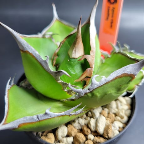 ITEM | カトーエンゲー東京