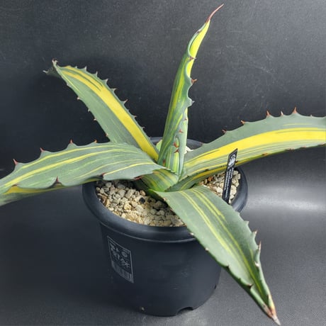AGAVE SALMIANA FEROX VARIEGATA