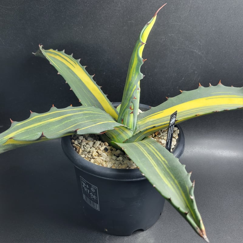 AGAVE SALMIANA FEROX VARIEGATA | カトーエンゲー東京