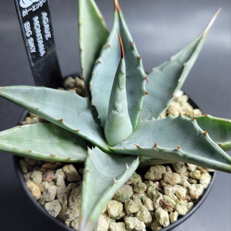 AGAVE MONTANA BIG SKY