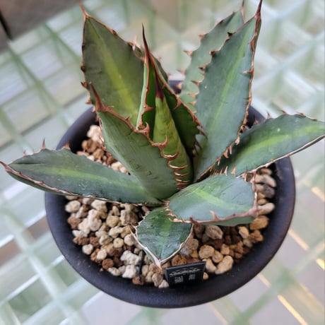AGAVE 万代巌竜 LOPHANTHA×TITANOTA