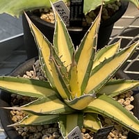 AGAVE OVATIFOLIA KRAKEN | カトーエンゲー東京