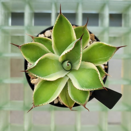 AGAVE BABY TEETH VARIEGATA