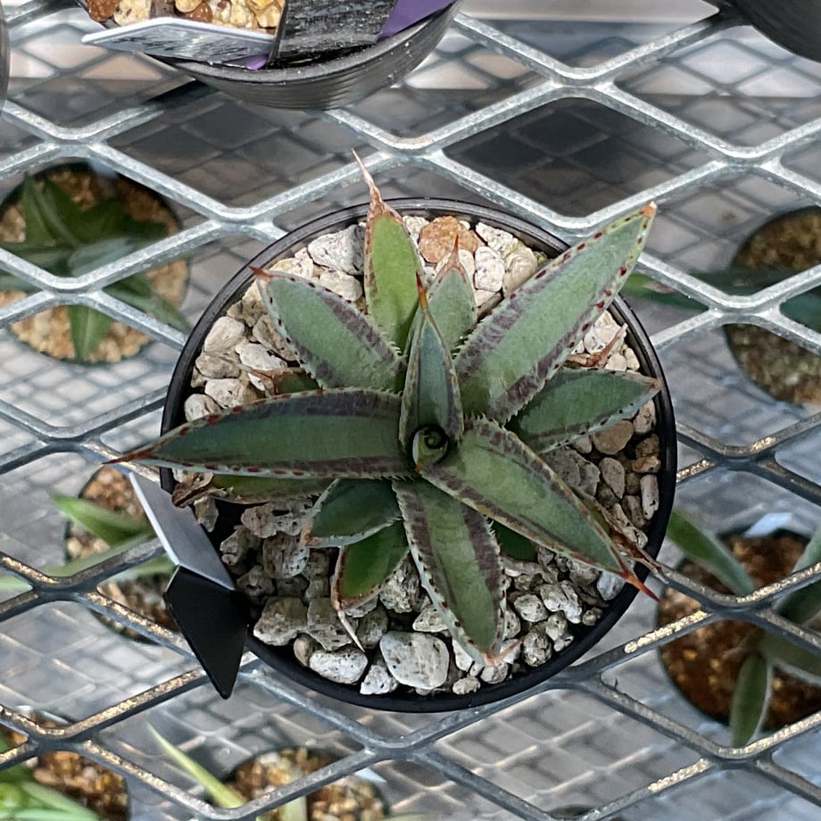 68e4c91470083314c19b14b9