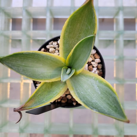 AGAVE DESMETTIANA BLUE MOON