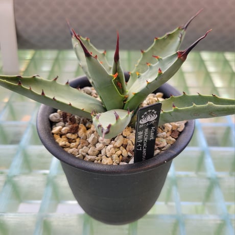 AGAVE MACROACANTHA 連刺タイプ