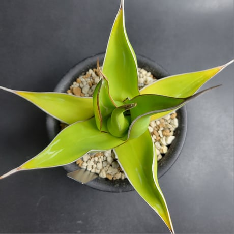 AGAVE IMPRESSA SMOOTH EDGE