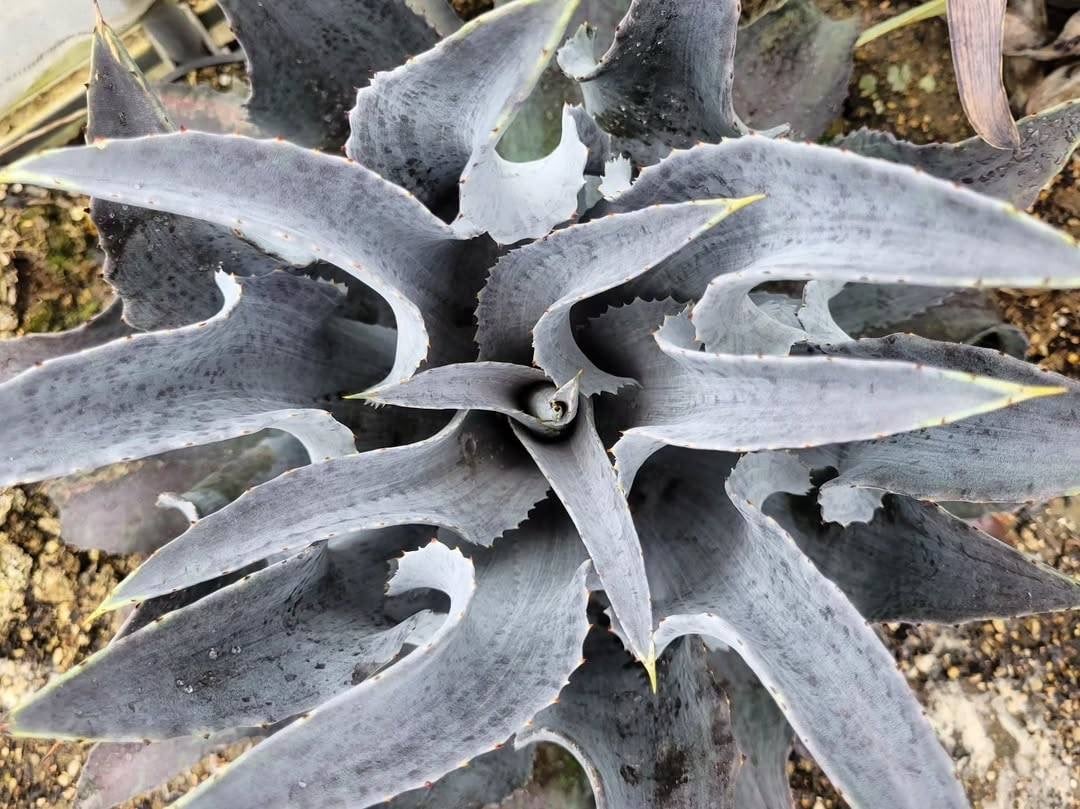 MANGAVE NIGHT OWL | カトーエンゲー東京