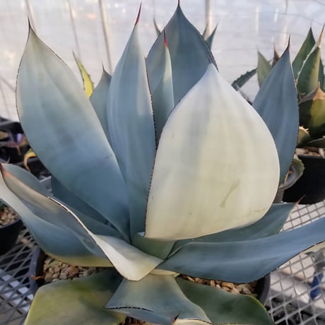 AGAVE CELSII NOVA