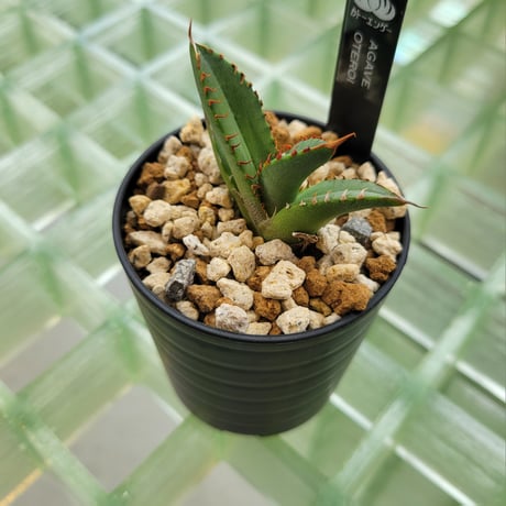 AGAVE OTEROI 管理「ウリB 」