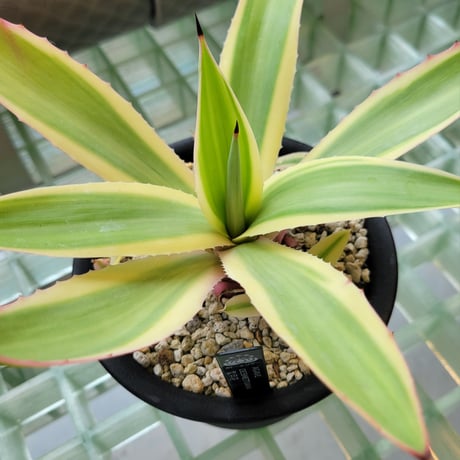 AGAVE DESMETTIANA 雪月花