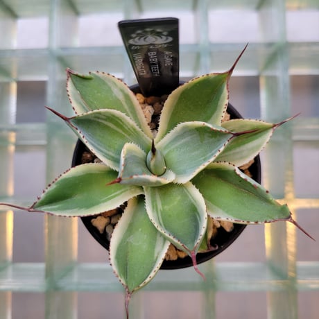AGAVE BABY TEETH VARIEGATA
