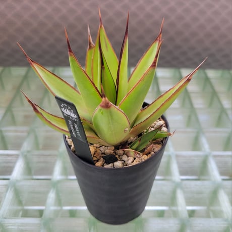 AGAVE ROMANII