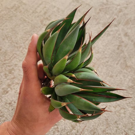 MANGAVE OCAHUI HYBRID  M