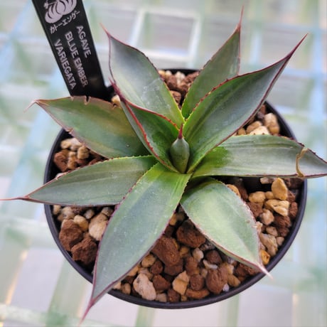 AGAVE BLUE EMBER VARIEGATA
