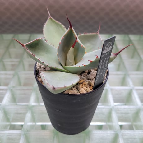 AGAVE PARRYI TRUNCATA HUNTINGTON