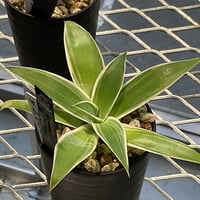 AGAVE ATTENUATA 白覆輪