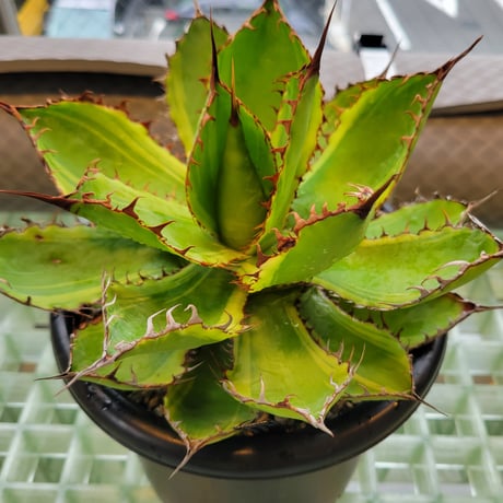 AGAVE BOVICORNUTA DIVINE BOVINE