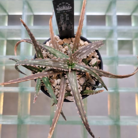 ALOE FLEURETTEANA