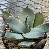 アガベ Agave parryi ssp. truncata 'Jackpot' 128 Agave parryi ssp. truncata 'Jackpot' 128 【公式通販】