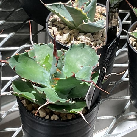 ビカクシダ IZANAMI DUNLOP ダンロップ スリクソン ZXi5 アイアン単品 Diamana ZXi for