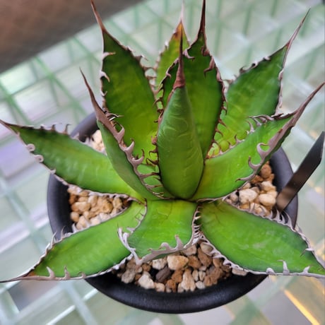 AGAVE HORRIDA 暗中斑