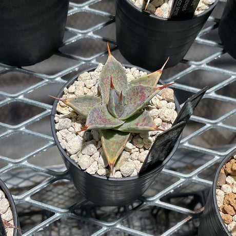 ITEM | カトーエンゲー東京