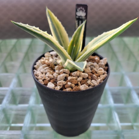 AGAVE AMERICANA VARIEGATA