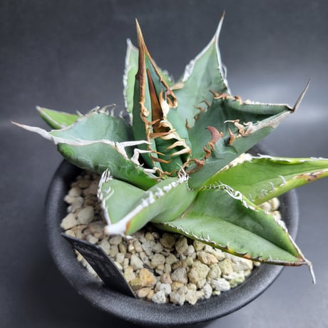 AGAVE TITANOTA 波濤