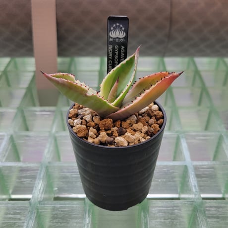 AGAVE GYPSOPHILA IVORY CURL