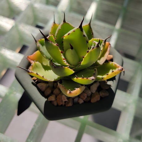 AGAVE BLEACHED BLONDE  × nos pot(konect)