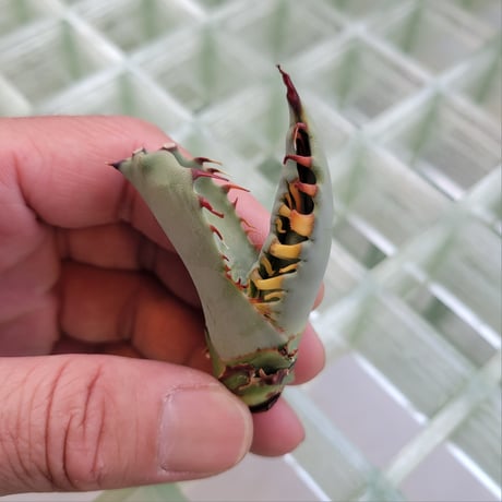 AGAVE ZEBRA SQUARE TOOTH