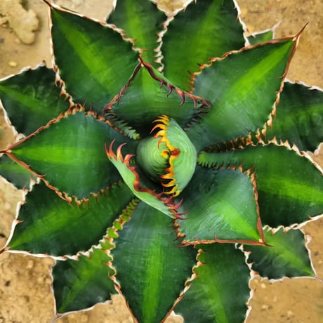 AGAVE 万代巌竜 LOPHANTHA×TITANOTA
