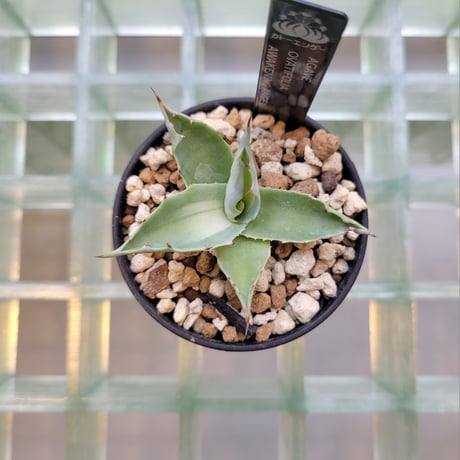 AGAVE OVATIFOLIA AWAKENING ANGEL