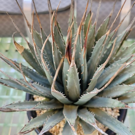 AGAVE UTAHENSIS