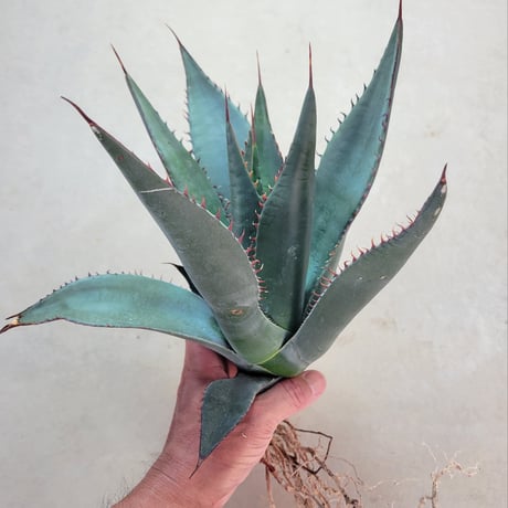 AGAVE SHAWII L