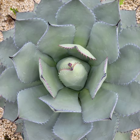 AGAVE PARRYI 姫吉祥天