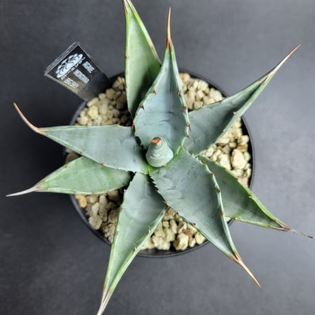 AGAVE MONTANA BIG SKY