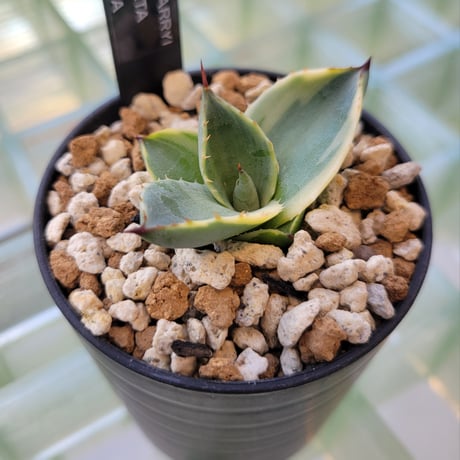 AGAVE PARRYI TRUNCATA ORIZABA
