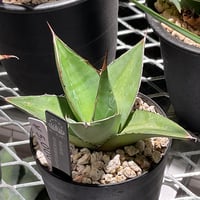 AGAVE GHIESBREGHTII