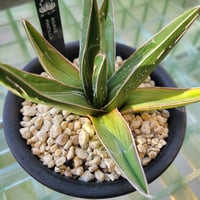 AGAVE PINTILLA