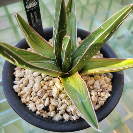 AGAVE PINTILLA