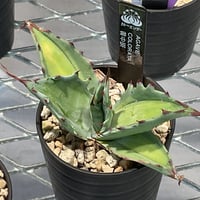 AGAVE COLORATA 黄中斑