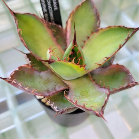 AGAVE BOVICORNUTA DIVINE BOVINE
