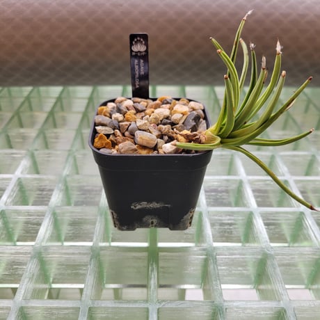 AGAVE ALBOPILOSA