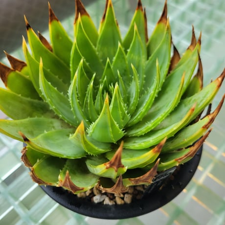 ALOE POLYPHYLLA