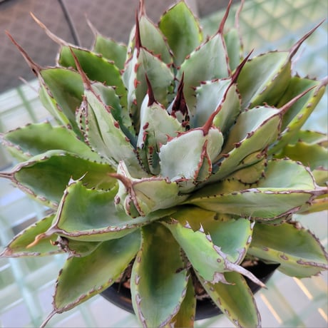 AGAVE CUBIC MARGINATA