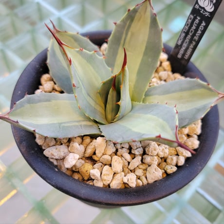 AGAVE PARRYI HUACHUCENSIS EXCELSIOR